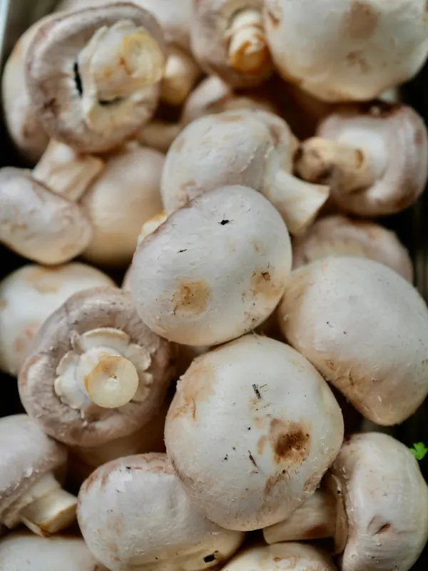 Champignons de Paris, Arrivés le matin